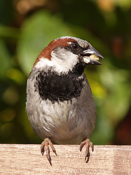 File:Passer domesticus 03a.jpg