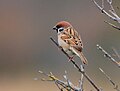 Tree Sparrow