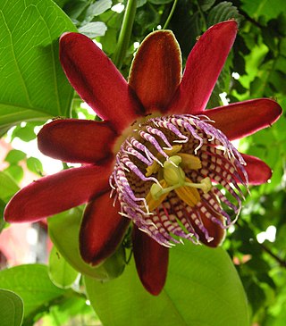 <i>Passiflora alata</i> Species of vine