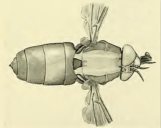 <i>Pelecorhynchus</i> Genus of flies