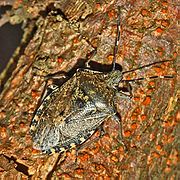 Pentatomidae - Rhaphigaster nebulosa.JPG