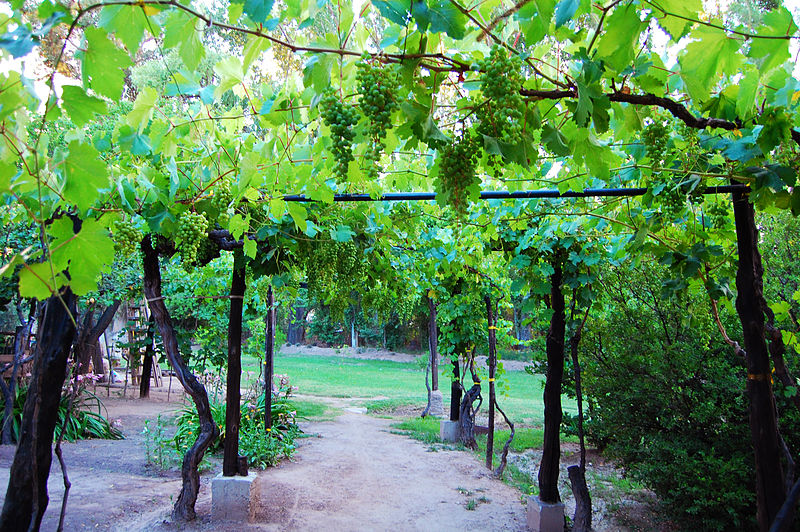 File:Pergola Vineyard Argentina.jpg