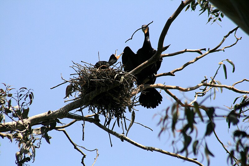 File:Phalacrocorax auritus nest 1.jpg