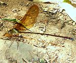 Phaon iridipennis, manlik, b, Krantzkloof NR.jpg