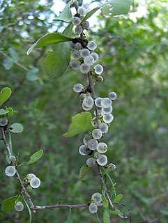 <i>Phaulothamnus</i> Genus of flowering plants