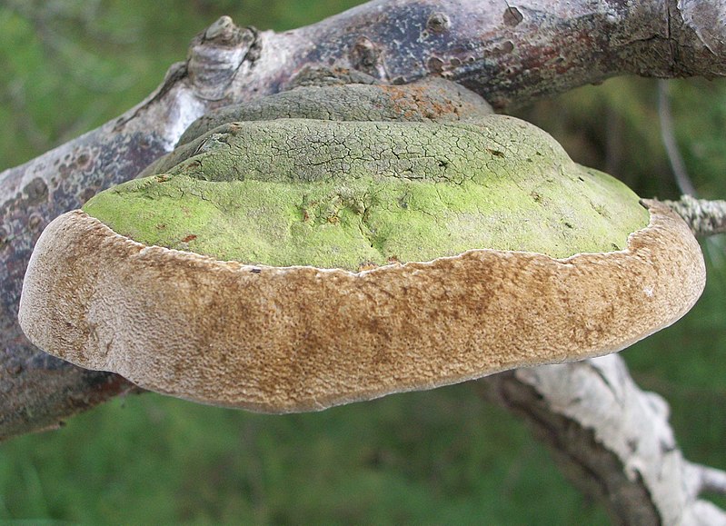 File:Phellinus hippophaecola, phellin de l'argousier, phellinus robustus f.hippophae.jpg