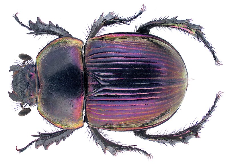 File:Phelotrupes auratus Motschulsky, 1857.jpg