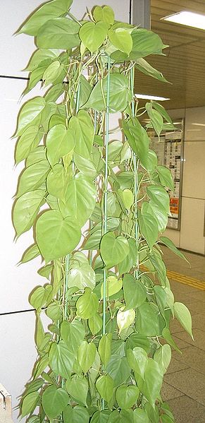 File:Philodendron scandens ssp.oxycardium Lime1.jpg