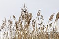 Phragmites autralis