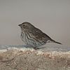 Phrygilus unicolor-Plumbeous sierra finch (Female).jpg