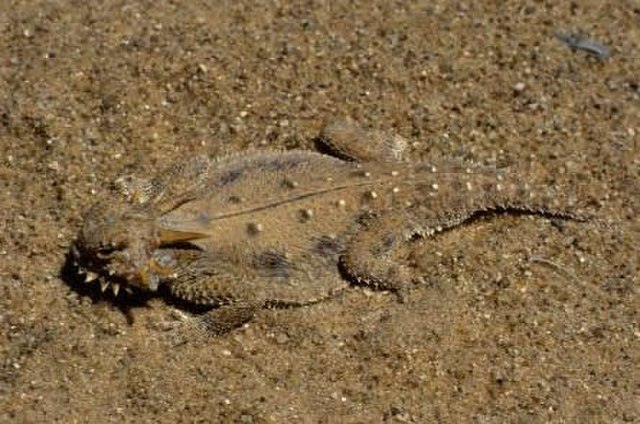 Camouflage illustrated by the flat-tail horned lizard, its flattened, fringed and disruptively patterned body eliminating shadow