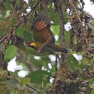 <span class="mw-page-title-main">Lita woodpecker</span> Species of bird