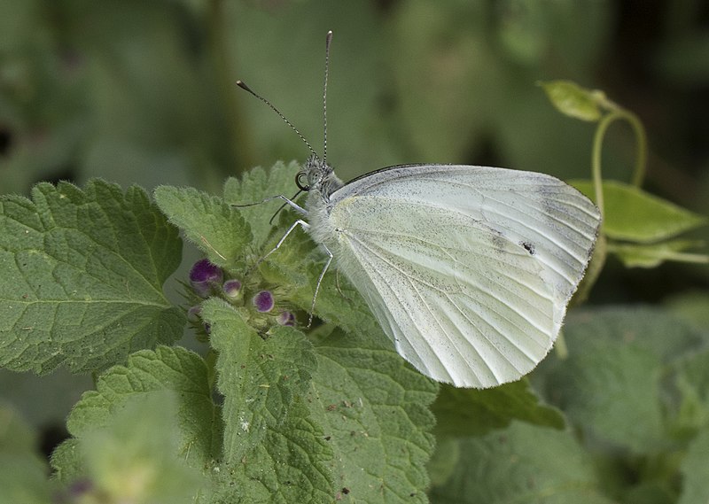 File:Pieris mannii - Southern Small White, Giresun 2018-08-18 6.jpg