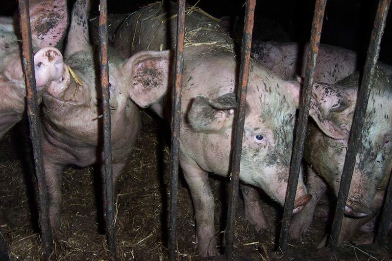 File:Pigs-caged.jpg
