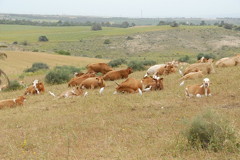 File:PikiWiki Israel 35035 Wildlife and Plants of Israel.JPG