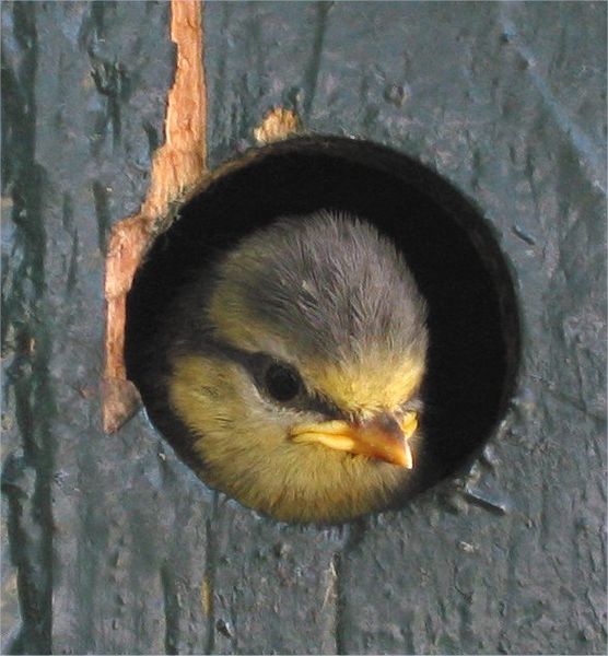 File:Pimpelmees jong (Parus caeruleus young bird).jpg