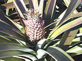 Fruits d'ananas, dans une plantation de l'île d'Oahu, dans l'archipel d'Hawaï.