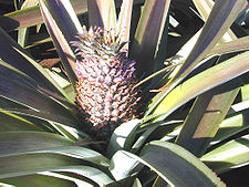 Planta de piña con fruto