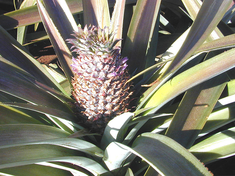 File:Pineapple Oahu.jpg