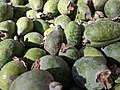 * Nomination: Pineapple guavas, or feijoa fruits, Acca sellowiana, for sale at a farmer's market in Campbell, California. --Grendelkhan 02:17, 28 March 2024 (UTC) * * Review needed