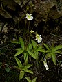 Alpen-Fettkraut (Pinguicula alpina), Mai