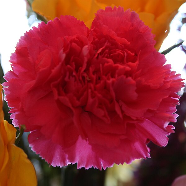 File:Pink carnation crop two.jpg
