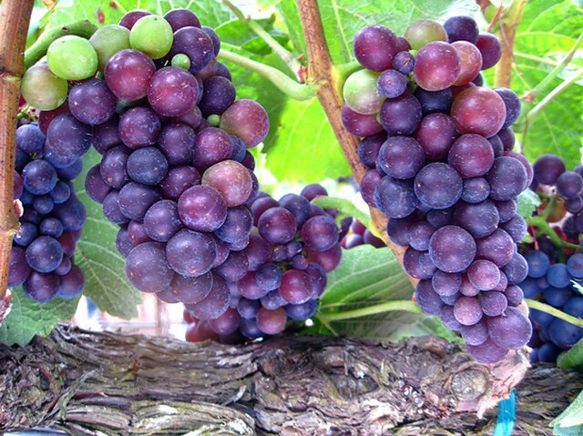 Through Savagnin, Grüner Veltliner is either a grandchild or a half-sibling of Pinot noir (pictured).