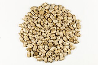 <span class="mw-page-title-main">Pinto bean</span> Variety of the common bean (Phaseolus vulgaris)