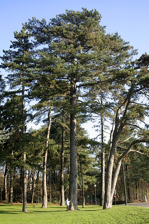 Внешний вид сосны. Pinus nigra. Пинус негра. Колхидская сосна. Мяндовая сосна.