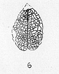 Vignette pour Pyrus tenuinervis