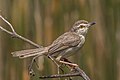 * Nomination Plain prinia (Prinia inornata insularis) --Charlesjsharp 10:13, 2 April 2022 (UTC) * Promotion  Support Good quality. --Tagooty 11:18, 2 April 2022 (UTC)