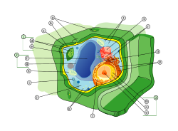 Plant cell structure svg labels