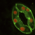 June 13: guard cells in plant stoma