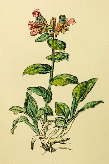 Plantenschat1898 34 Longenkruid.—Pulmonaria officinalis.jpg