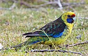 Hijau-kuning parrot biru dagu, angkatan laut biru dengan sayap biru-tip bulu, biru-tip sayap, dan hijau-abu-abu ekor