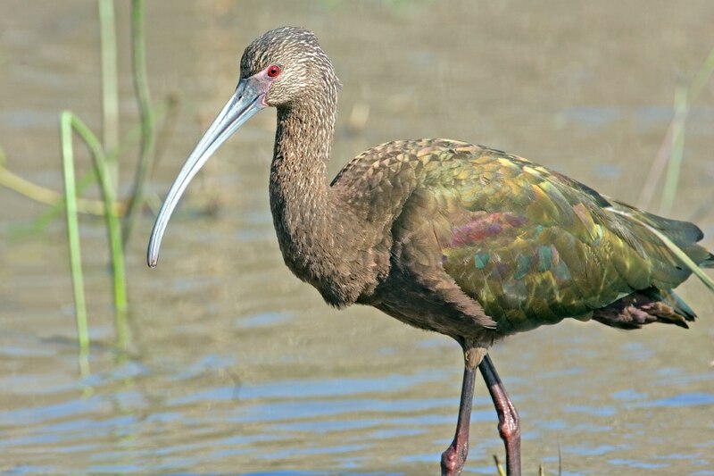 File:Plegadis chihi at Aransas.jpg