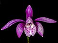 Pleione grandiflora flower