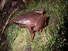 Plethodontohyla mihanika 02.jpg