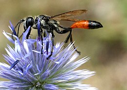 Homoki hernyóölő (Ammophila sabulosa)