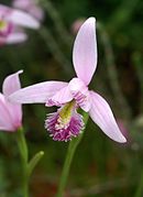 Pogonia ophioglossoides Type species