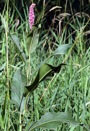 Polygonum