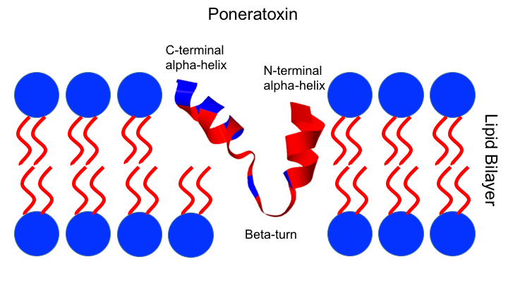 Файл:Poneratoxin 1.tif