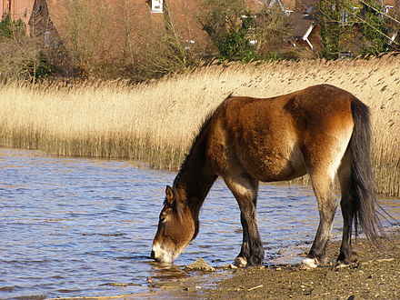 Les chevaux ont besoin d’une importante quantité d'eau propre à disposition chaque jour.
