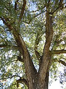 Populus deltoides (5027341520).jpg