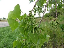 Բարդի կանադական