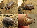 Porcellio laevis - Burgers collage