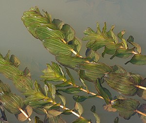 Streaky pondweed (Potamogeton perfoliatus)