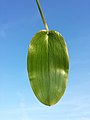 Floating leaf (top side)