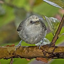 Príncipe speirops (Zosterops leucophaeus) 2.jpg