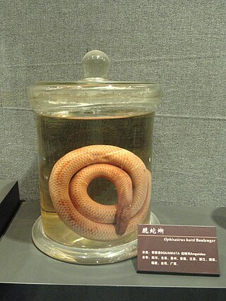 <i>Dopasia</i> Genus of lizards